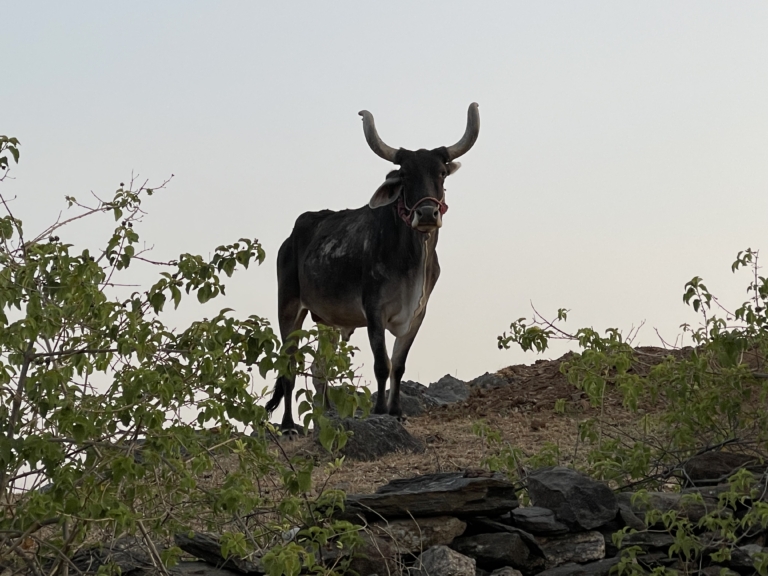 cow