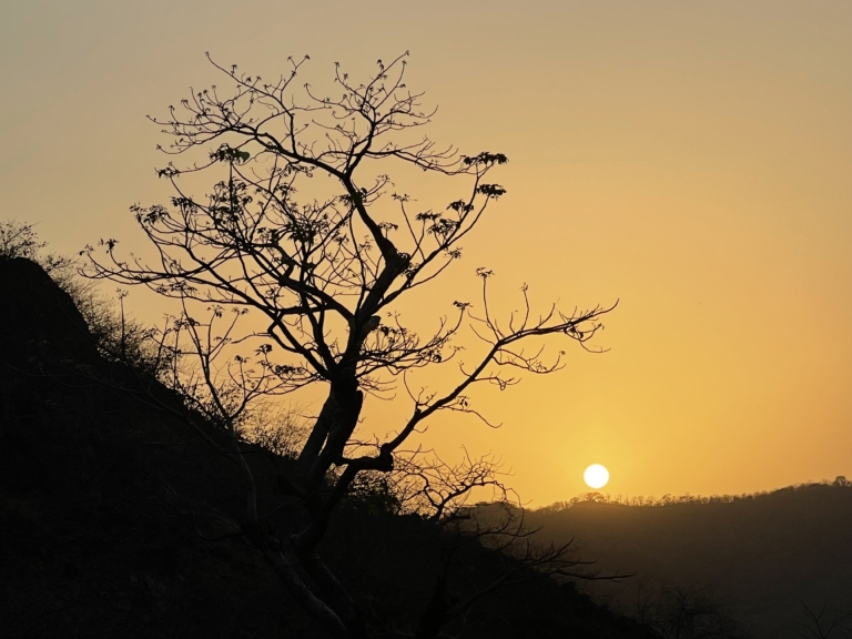 sunsettree