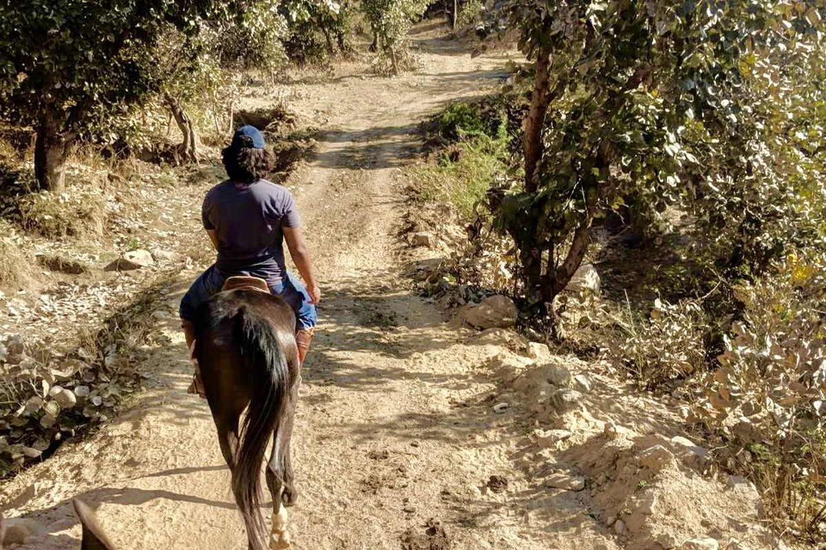 Horse Safaris Banner - The Mountbatten Lodge