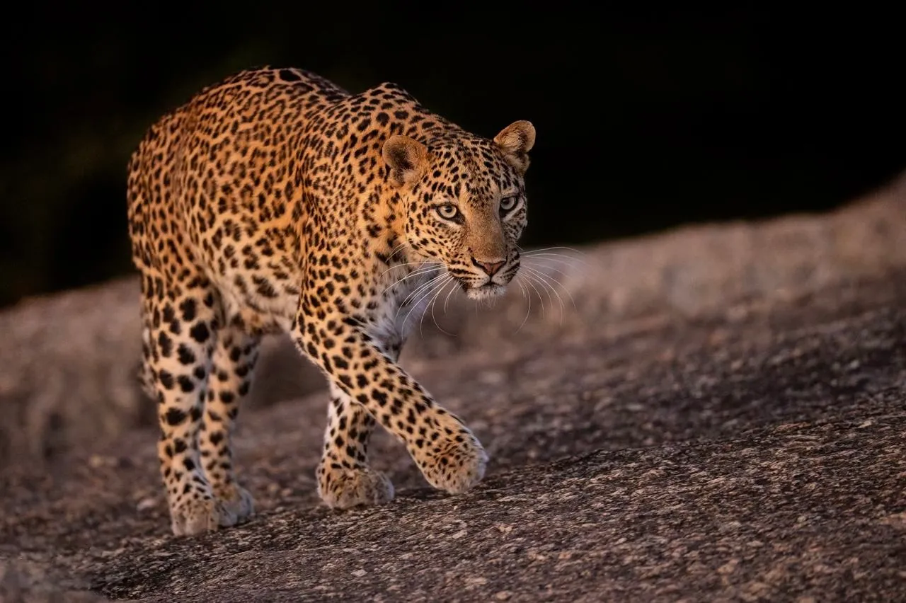 Leopard Safaris